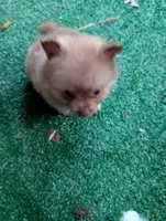 Dusty, a male Pomeranian for sale in Holiday, FL – 2 of 4