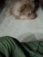 Dusty, a male Pomeranian for sale in Holiday, FL – 5 of 5