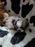 Zander, a male Pomeranian and Shih Tzu for sale in Holiday, FL – Photo 2 of 3