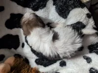 Zander, a male Pomeranian and Shih Tzu for sale in Holiday, FL – Photo 3 of 3