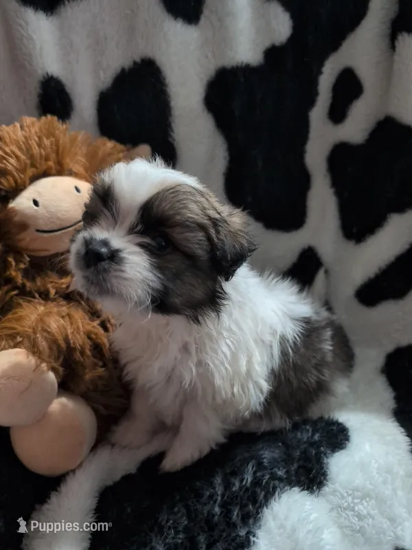 Zander – Pomeranian puppy for sale in Holiday, FL