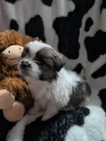 Zander, a male Pomeranian and Shih Tzu for sale in Holiday, FL – Photo 1 of 3