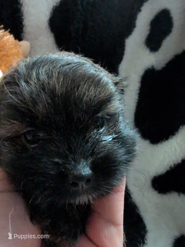 coco – Pomeranian puppy for sale in Holiday, FL