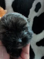 coco, a male Pomeranian and Shih Tzu for sale in Holiday, FL – Photo 1 of 2