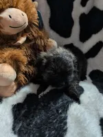 coco, a male Pomeranian and Shih Tzu for sale in Holiday, FL – Photo 2 of 2