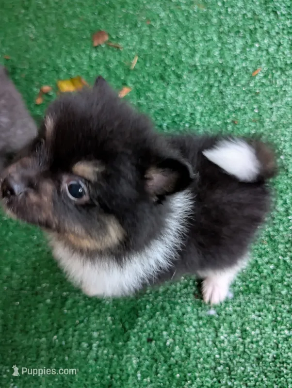 Piper – Pomeranian puppy for sale in Holiday, FL