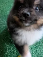 Piper, a female Pomeranian for sale in Holiday, FL – 3 of 9