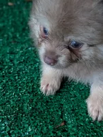 Dusty, a male Pomeranian for sale in Holiday, FL – 3 of 4
