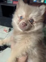 Dusty, a male Pomeranian for sale in Holiday, FL – 3 of 5