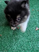Piper, a female Pomeranian for sale in Holiday, FL – 5 of 9
