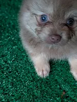 Dusty, a male Pomeranian for sale in Holiday, FL – 4 of 4