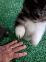 Piper, a female Pomeranian for sale in Holiday, FL – 2 of 9