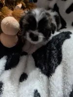 jellybean, a female Pomeranian and Shih Tzu for sale in Holiday, FL – Photo 1 of 4