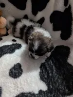 jellybean, a female Pomeranian and Shih Tzu for sale in Holiday, FL – Photo 3 of 4