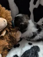 jellybean, a female Pomeranian and Shih Tzu for sale in Holiday, FL – Photo 4 of 4