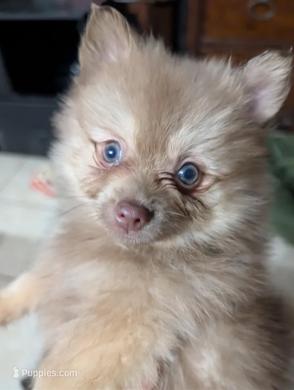 Dusty – Pomeranian puppy for sale in Holiday, FL