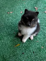 Piper, a female Pomeranian for sale in Holiday, FL – 8 of 9