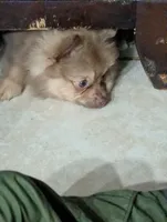 Dusty, a male Pomeranian for sale in Holiday, FL – 4 of 5