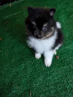 Piper, a female Pomeranian for sale in Holiday, FL – 4 of 9