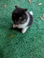 Piper, a female Pomeranian for sale in Holiday, FL – 6 of 9