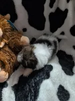 sassy, a female Pomeranian and Shih Tzu for sale in Holiday, FL – Photo 2 of 3