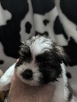 sassy, a female Pomeranian and Shih Tzu for sale in Holiday, FL – Photo 1 of 3