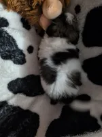 sassy, a female Pomeranian and Shih Tzu for sale in Holiday, FL – Photo 3 of 3