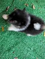 Piper, a female Pomeranian for sale in Holiday, FL – 9 of 9