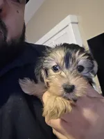 Mila , a female Yorkshire Terrier for sale in Palmdale, CA – 9 of 9