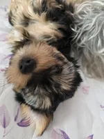 Copper CKC Sire &Dam, a male Yorkshire Terrier for sale in Palmdale, CA – 2 of 6