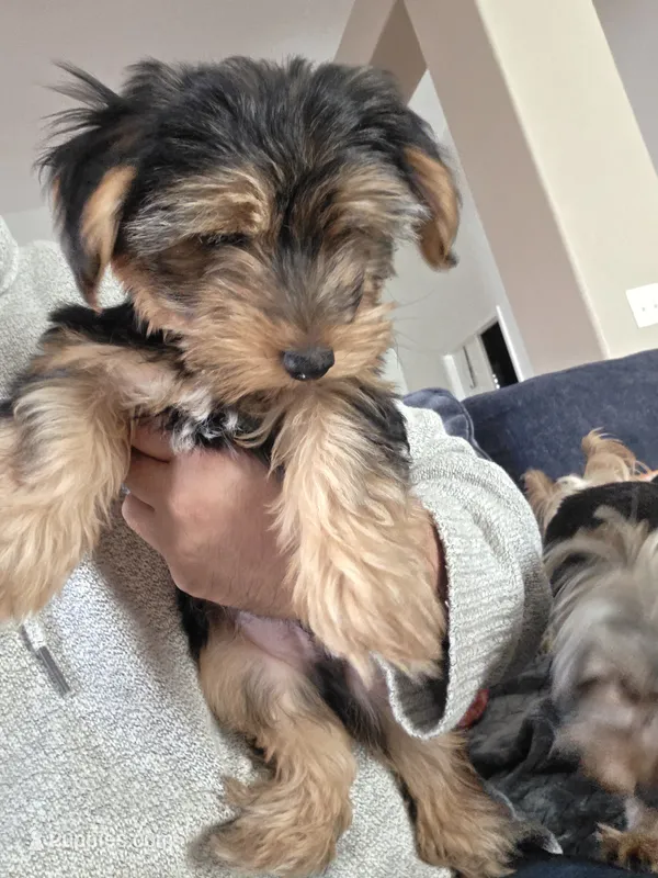 Copper 661-208-7983 – Yorkshire Terrier puppy for sale in Palmdale, CA