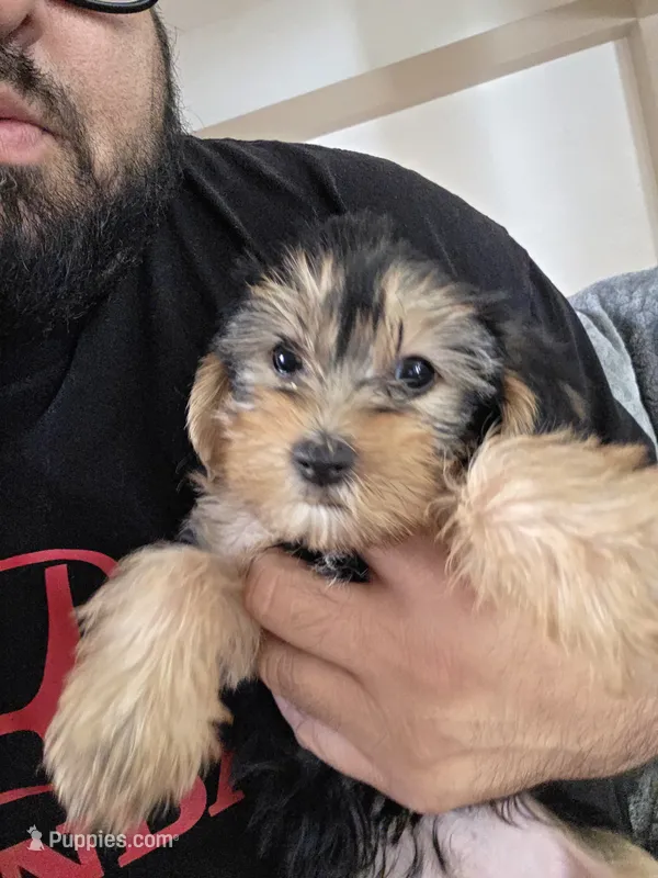Mila , a female Yorkshire Terrier for sale in Palmdale, CA – 1 of 9