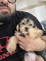 Mila , a female Yorkshire Terrier for sale in Palmdale, CA – 3 of 9