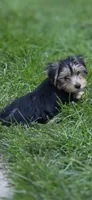 Mila , a female Yorkshire Terrier for sale in Palmdale, CA – 2 of 9