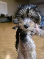 Mila , a female Yorkshire Terrier for sale in Palmdale, CA – 4 of 9