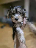 Mila , a female Yorkshire Terrier for sale in Palmdale, CA – 6 of 9