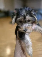 Mila , a female Yorkshire Terrier for sale in Palmdale, CA – 5 of 9