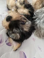 Copper CKC Sire &Dam, a male Yorkshire Terrier for sale in Palmdale, CA – 5 of 6