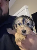 Mila , a female Yorkshire Terrier for sale in Palmdale, CA – 7 of 9