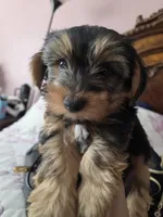 Copper CKC Sire &Dam, a male Yorkshire Terrier for sale in Palmdale, CA – 4 of 6
