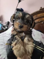 Copper CKC Sire &Dam, a male Yorkshire Terrier for sale in Palmdale, CA – 6 of 6