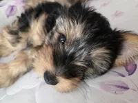 Copper CKC Sire &Dam, a male Yorkshire Terrier for sale in Palmdale, CA – 3 of 6