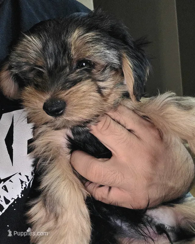 Copper CKC Sire &Dam, a male Yorkshire Terrier for sale in Palmdale, CA – 1 of 6