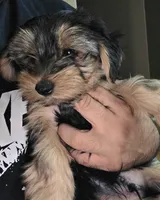 Copper CKC Sire &Dam, a male Yorkshire Terrier for sale in Palmdale, CA – 1 of 6