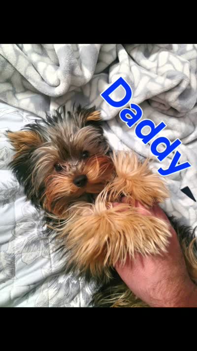 Mila , a female Yorkshire Terrier for sale in Palmdale, CA – 8 of 9