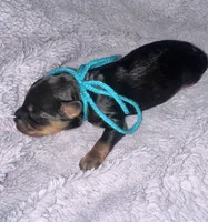 Buck, a male Cavapoo for sale in Jacksonville, TX – 1 of 3