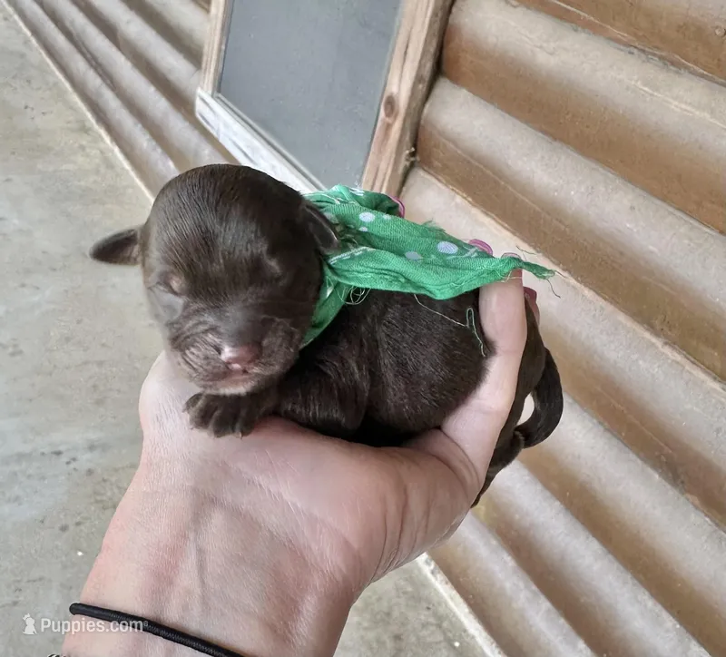 Chief – Aussiedoodle puppy for sale in Jacksonville, TX