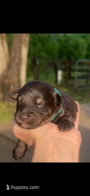Chief – Aussiedoodle puppy for sale in Jacksonville, TX
