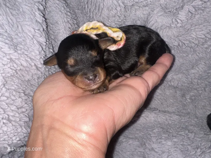 Bandit – Cavapoo puppy for sale in Jacksonville, TX
