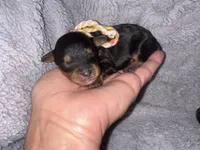 Bandit, a male Cavapoo for sale in Jacksonville, TX – 1 of 5